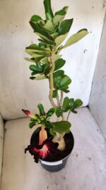 Planta Simples 2874  – 45cm – 03 anos - Imagem 4