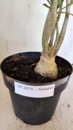 Planta Simples 2874  – 45cm – 03 anos - Imagem 5