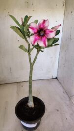 Planta Simples 2875  – 30cm – 02 anos - Imagem 2