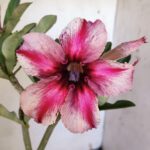 Planta Simples 2875  – 30cm – 02 anos