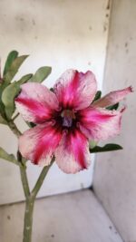 Planta Simples 2875  – 30cm – 02 anos