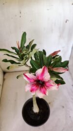 Planta Simples 2875  – 30cm – 02 anos - Imagem 4