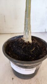 Planta Simples 2875  – 30cm – 02 anos - Imagem 5