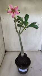Planta Simples 2876  – 30cm – 02 anos - Imagem 2