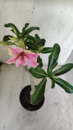 Planta Simples 2876  – 30cm – 02 anos - Imagem 5