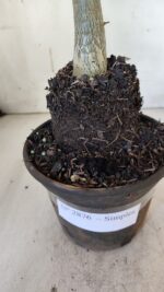 Planta Simples 2876  – 30cm – 02 anos - Imagem 8