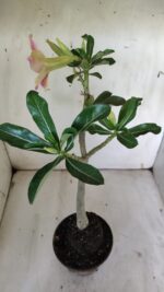 Planta Simples 2876  – 30cm – 02 anos - Imagem 7