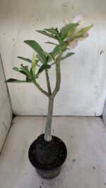 Planta Simples 2876  – 30cm – 02 anos - Imagem 6