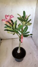 Planta Simples 2876  – 30cm – 02 anos - Imagem 4