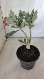 Planta Simples 2877  – 30cm – 02 anos - Imagem 7