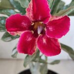 Planta Simples 2877  – 30cm – 02 anos