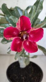 Planta Simples 2877  – 30cm – 02 anos