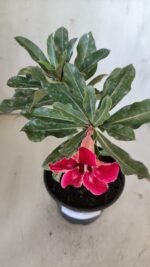 Planta Simples 2877  – 30cm – 02 anos - Imagem 4