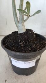 Planta Simples 2877  – 30cm – 02 anos - Imagem 6