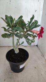 Planta Simples 2877  – 30cm – 02 anos - Imagem 5