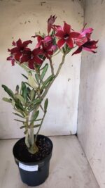 Planta Simples 2878  – 45cm – 03 anos - Imagem 2