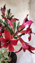 Planta Simples 2878  – 45cm – 03 anos - Imagem 6