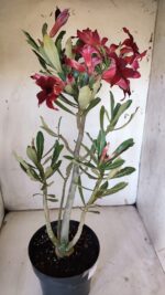 Planta Simples 2878  – 45cm – 03 anos - Imagem 10