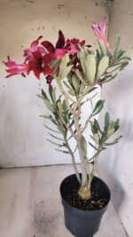 Planta Simples 2878  – 45cm – 03 anos - Imagem 9