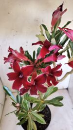 Planta Simples 2878  – 45cm – 03 anos - Imagem 4