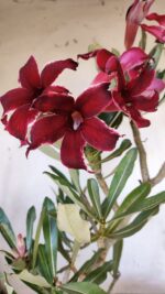 Planta Simples 2878  – 45cm – 03 anos