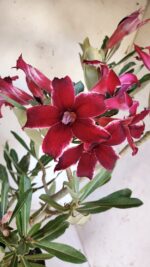 Planta Simples 2878  – 45cm – 03 anos - Imagem 3