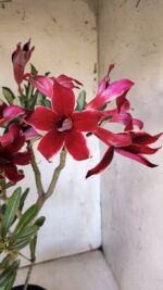 Planta Simples 2878  – 45cm – 03 anos - Imagem 7