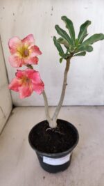 Planta Simples 2879  – 30cm – 02 anos - Imagem 2