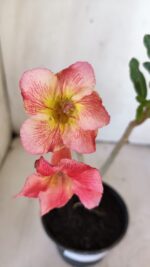 Planta Simples 2879  – 30cm – 02 anos