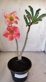 Planta Simples 2879  – 30cm – 02 anos - Imagem 6