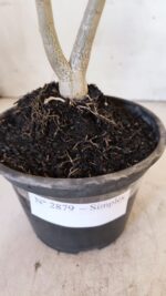 Planta Simples 2879  – 30cm – 02 anos - Imagem 5