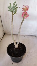 Planta Simples 2879  – 30cm – 02 anos - Imagem 4