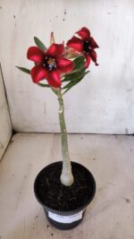 Planta Simples 2880  – 30cm – 02 anos - Imagem 2