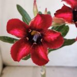 Planta Simples 2880  – 30cm – 02 anos