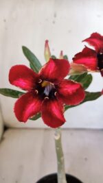 Planta Simples 2880  – 30cm – 02 anos