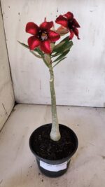 Planta Simples 2880  – 30cm – 02 anos - Imagem 7