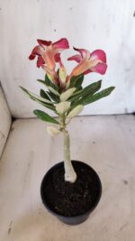 Planta Simples 2880  – 30cm – 02 anos - Imagem 6