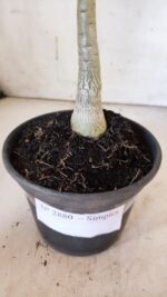 Planta Simples 2880  – 30cm – 02 anos - Imagem 5