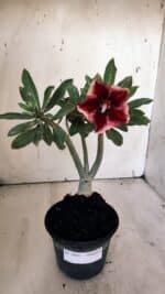 Planta Simples 2881  – 30cm – 02 anos - Imagem 2