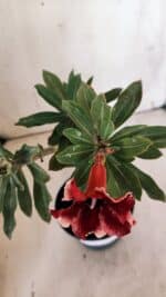 Planta Simples 2881  – 30cm – 02 anos - Imagem 4