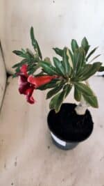 Planta Simples 2881  – 30cm – 02 anos - Imagem 5