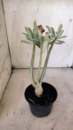 Planta Simples 2881  – 30cm – 02 anos - Imagem 6