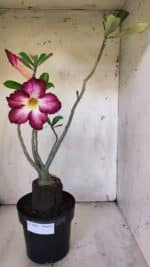 Planta Simples 2882  – 40cm – 03 anos - Imagem 2