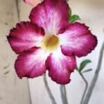 Planta Simples 2882  – 40cm – 03 anos