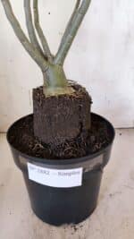 Planta Simples 2882  – 40cm – 03 anos - Imagem 7