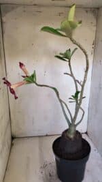 Planta Simples 2882  – 40cm – 03 anos - Imagem 5