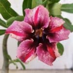 Planta Simples 2883  – 30cm – 02 anos