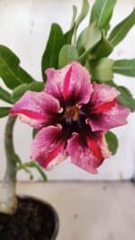 Planta Simples 2883  – 30cm – 02 anos