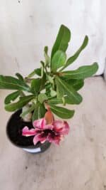 Planta Simples 2883  – 30cm – 02 anos - Imagem 5