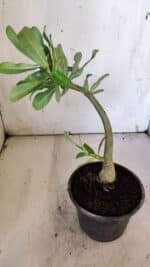 Planta Simples 2883  – 30cm – 02 anos - Imagem 6